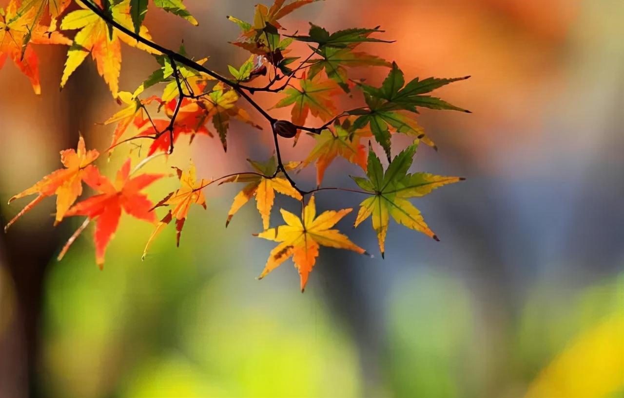 福建11月天气，温婉秋意与初冬的温柔邂逅