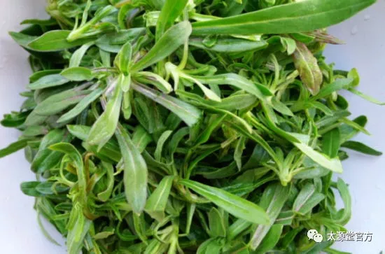 勒菜，功效与禁忌的全面解析