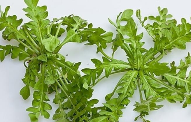 野生勒菜，自然馈赠的绿色宝藏