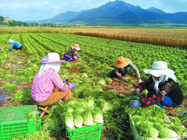 簕菜价格，从田间到餐桌的绿色经济探索
