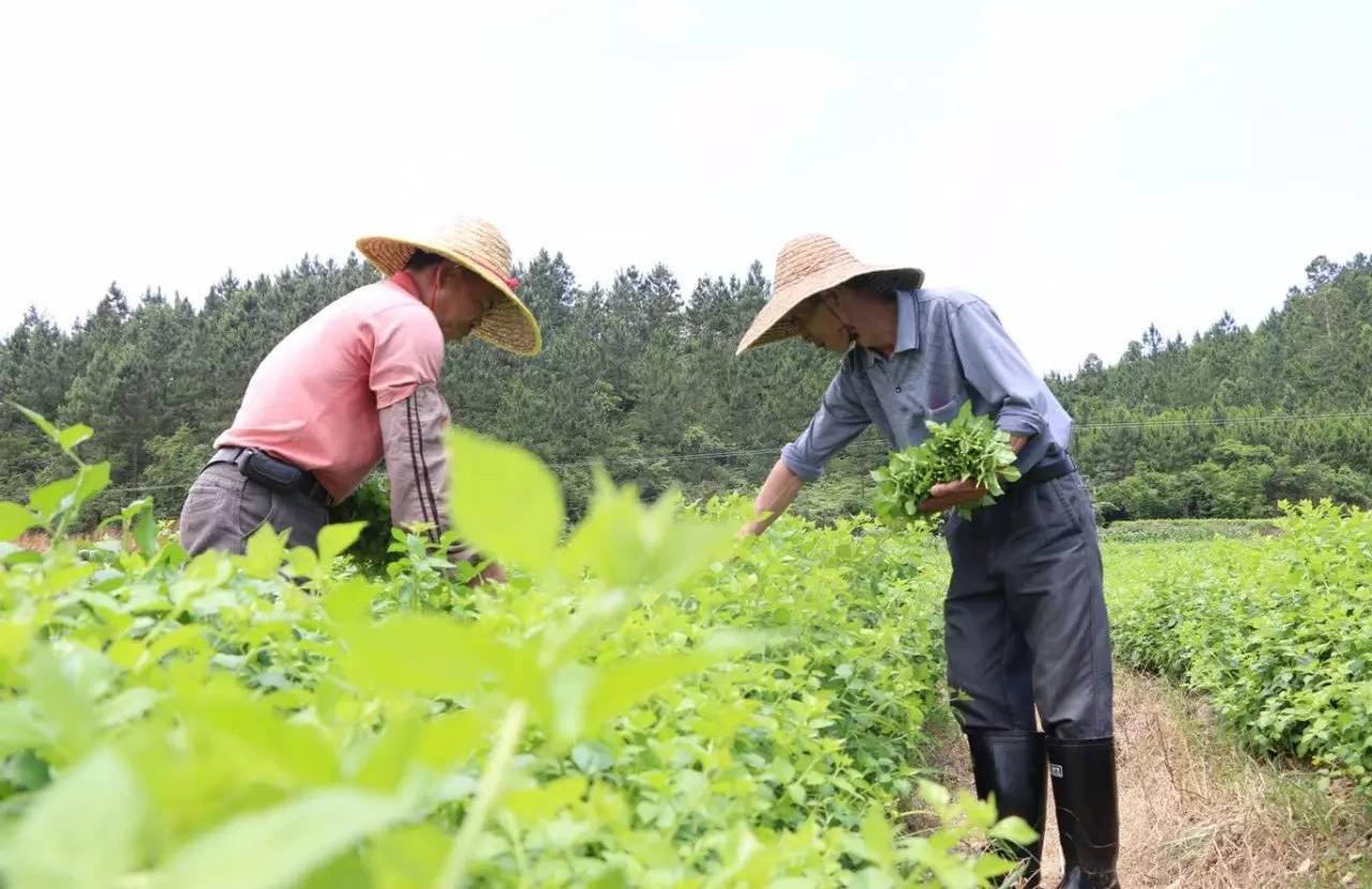 簕菜茶，每日饮用的利与弊