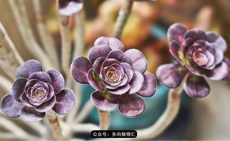 蓝莓好彩，一抹清新，一缕情怀